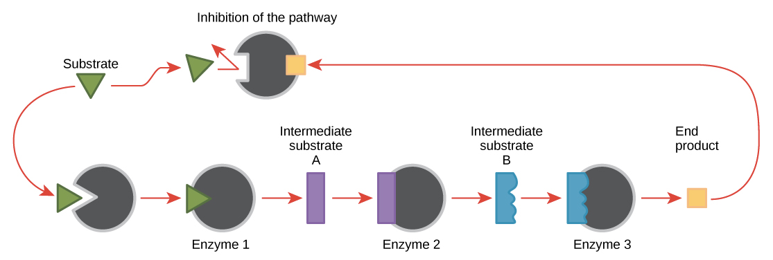 <p><strong>Feedback inhibition</strong> is a process where the last product in the biochemical pathway is a non-competitive inhibitor of the first allosteric enzyme in the pathway. In other words, the final product of the process binds to the first allosteric enzyme, which changes the shape of the enzyme. As a result, the enzyme changes shape, and the reaction cannot occur. Because the first reaction is stopped, all other reactions also stop. The process resumes when the concentration of the final product is low and no longer inhibits the first reaction in the pathway.</p><p>Feedback inhibition is reversible, so the reaction can be checked. Additionally, feedback inhibition allows metabolic reactions to speed up or slow down. It prevents an oversupply of the final product by preventing the reaction if there is too much product. </p>