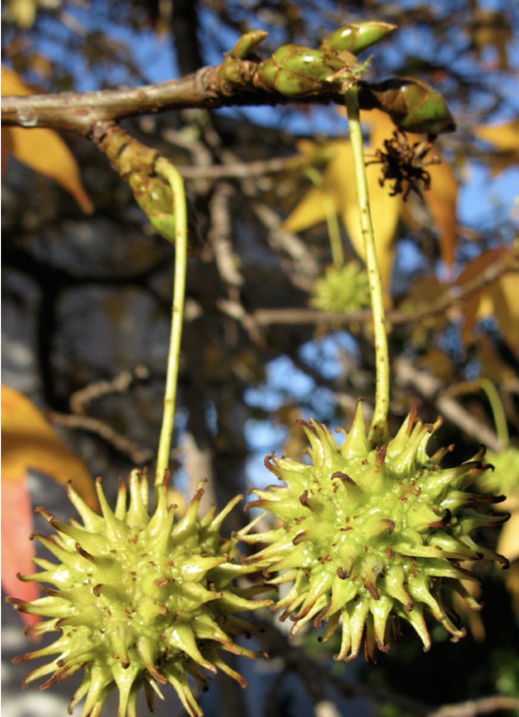 <p>sweetgum</p><p>is the spick ball plant </p><p>margens Finley serrated </p><p>screws up concert with roots </p>