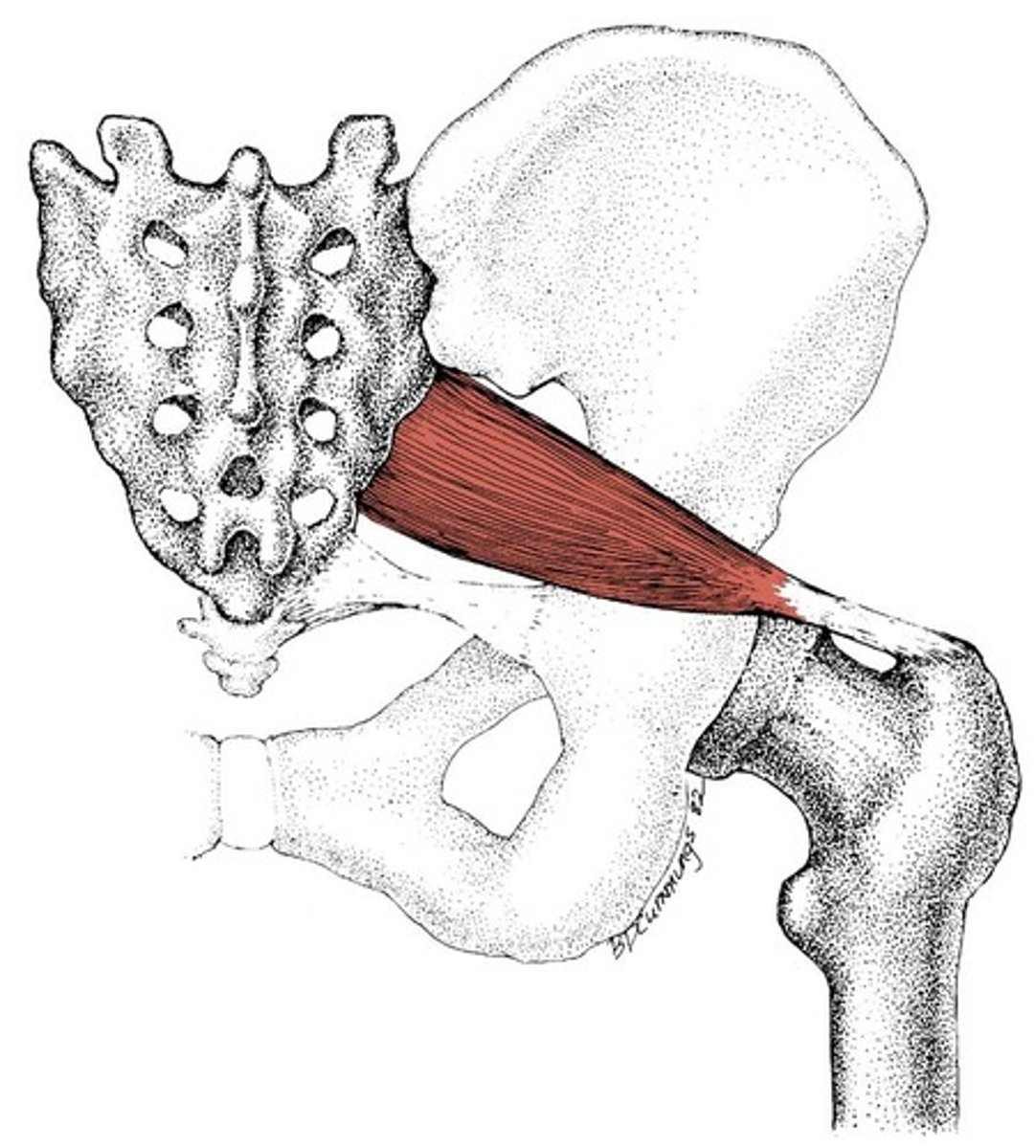 <p>Pear shaped, passes through the greater sciatic notch to attach on the greater trochanter</p>