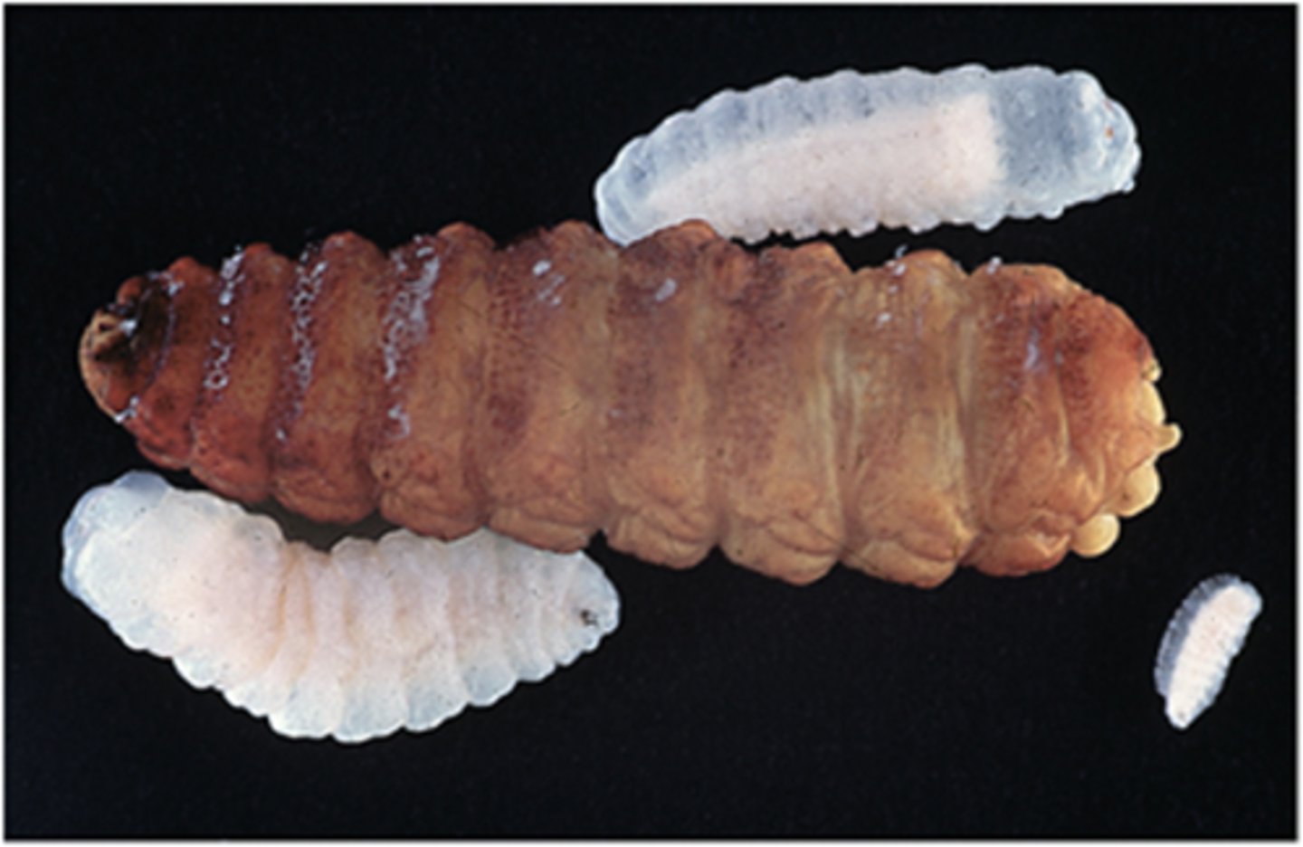 <p>The larval stages seen here are produced by ______________ and found in the nasal</p><p>passages of sheep.</p>