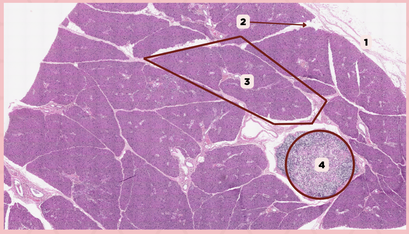 <p>Identify the specimen.</p>