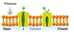 <p>what ion channel is this </p>