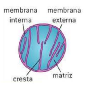 <p>Función: <mark data-color="purple">Producir energía en forma de ATP mediante la respiración celular.</mark></p><ul><li><p>Membrana externa</p></li><li><p>Membrana interna (Crestas mitocondriales)</p></li><li><p>Matriz mitocondrial</p></li><li><p>ADN circular desnudo</p></li><li><p>Ribosomas 70s</p></li></ul>