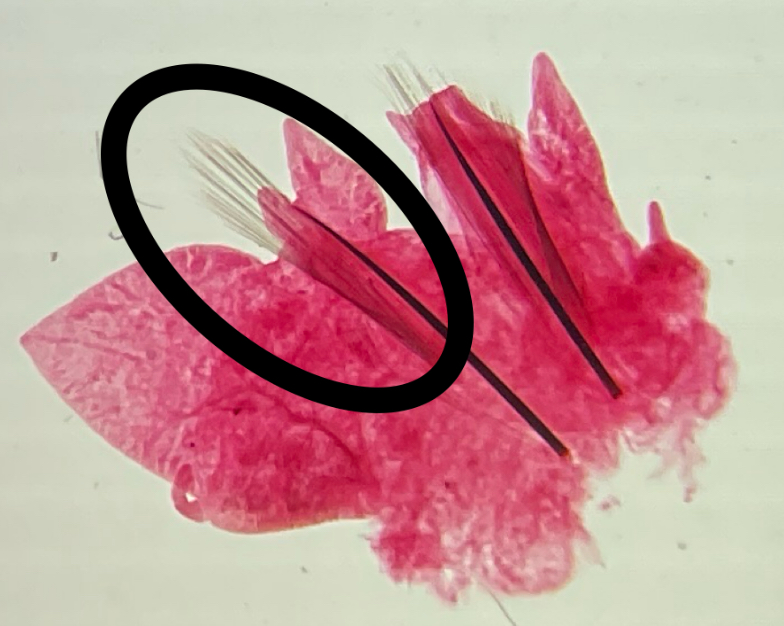 <p>What is this structure called</p>