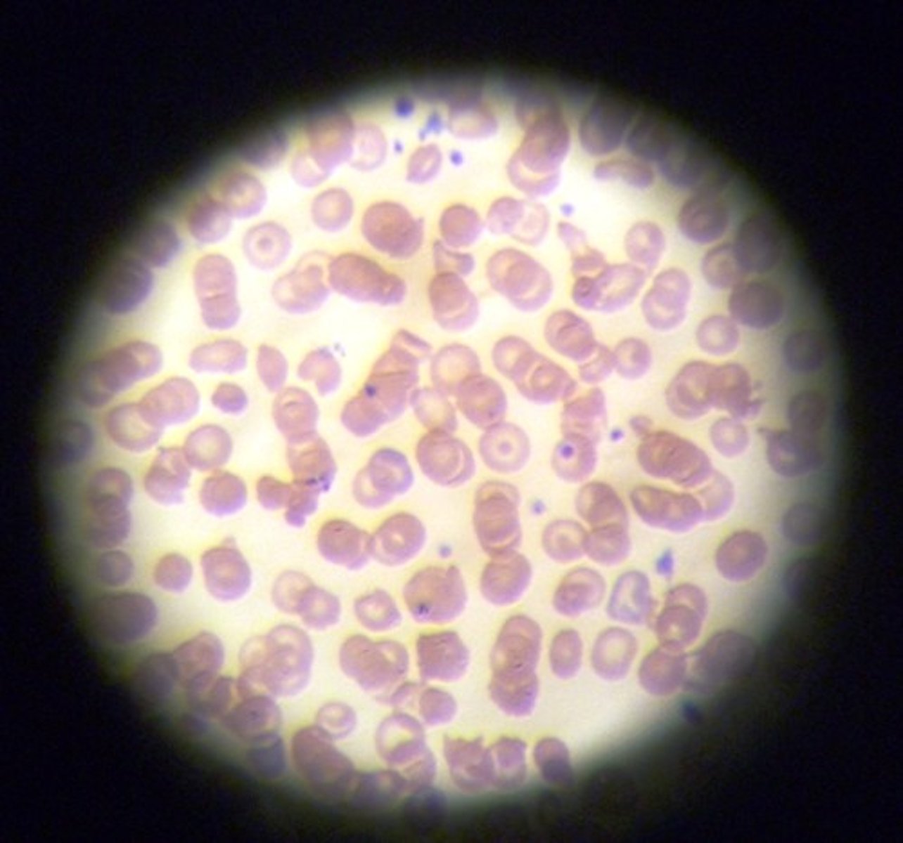 <p>examples:, blood vessels</p><p>function: transports gases and nutrients</p>