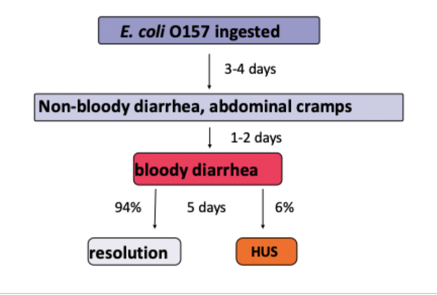 Sequence of events for E.Coli