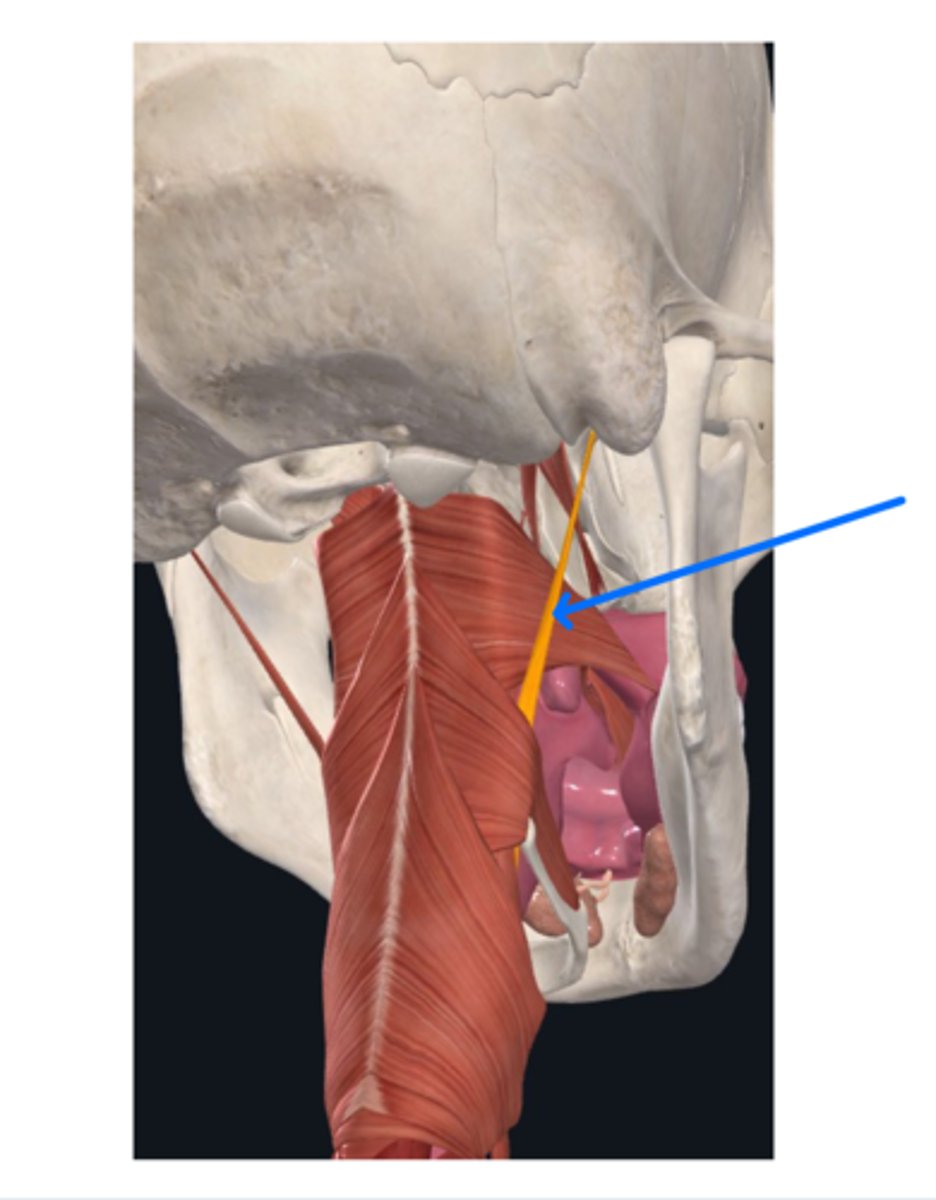 <p>What is this muscle?</p>
