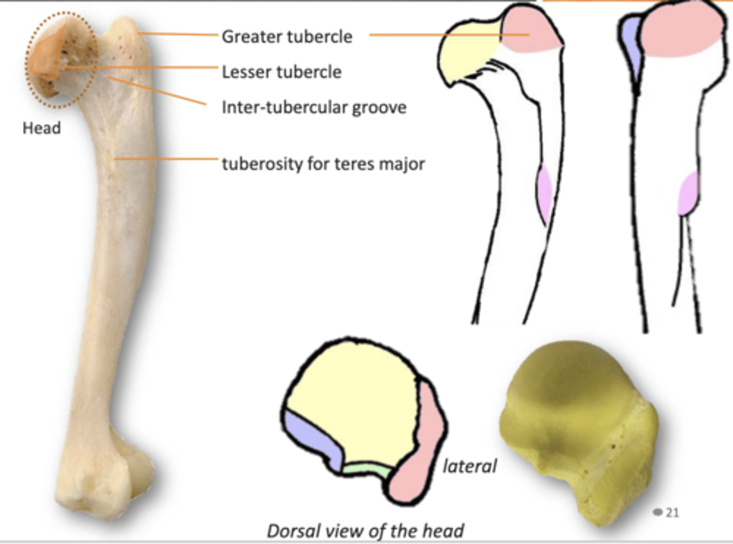 <p>The proximal end of the humerus consists of a rounded head, a narrow anatomical neck, and two short processes known as the greater and lesser tubercles, with the head articulating with the glenoid fossa of the scapula.</p>