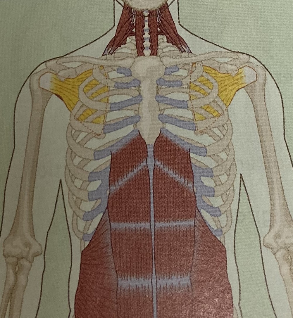 <ul><li><p>category: rotator cuff</p></li><li><p>origin: scapula</p></li><li><p>insertion: humerus</p></li><li><p>isolated function: concentric shoulder internal rotation</p></li><li><p>integrated function: eccentric shoulder external rotation</p></li><li><p>stabilizes the shoulder girdle</p></li></ul><p></p>