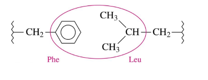 <ul><li><p>dispersion forces between two nonpolar R groups</p></li><li><p>amino acids with nonpolar r groups are pushed away from the aqueous environment to form a hydrophobic center at the protein’s interior</p></li></ul>