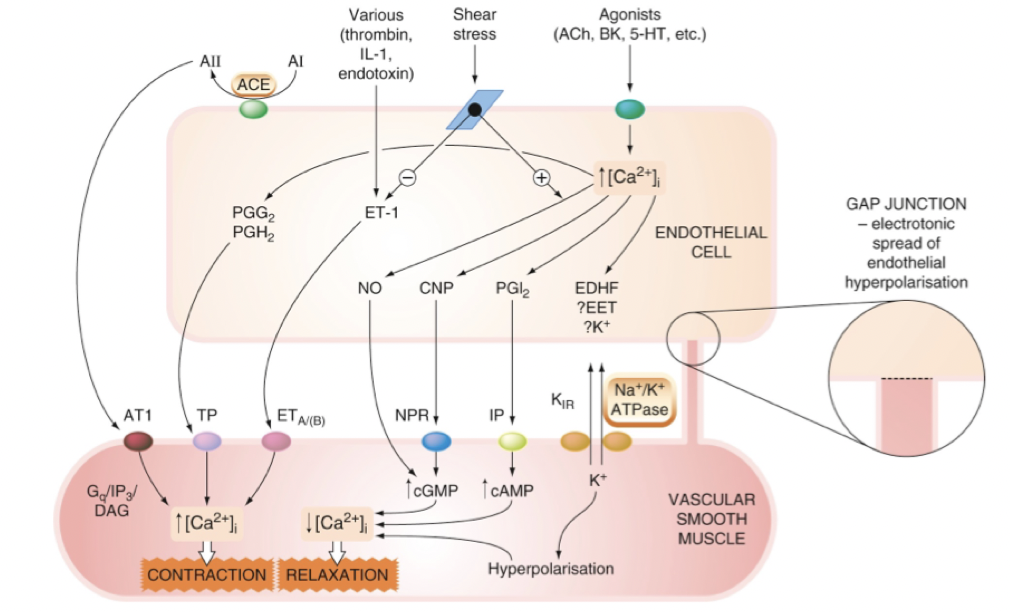 <p><strong>Vasokonstriktion</strong>: Endotelin-1, Ang-2 till AT-2-receptor, NA till <em>alfa-1-receptor</em>.</p><p><strong>Vasodilatation</strong>: NO, bradykinin, PGI<sub>2</sub>, NA via<em> beta-2-receptor</em>.</p><p>Ökat intracellulärt kalcium i SMC kommer leda till kontraktion. Ökat cAMP eller cGMP kommer leda till minskat Ca<sup>2+</sup> → dilatation.</p><p><strong>I endotel </strong>kommer ökat Ca<sup>2+</sup> att leda till produktion av vasodilatatorer (bild).</p>