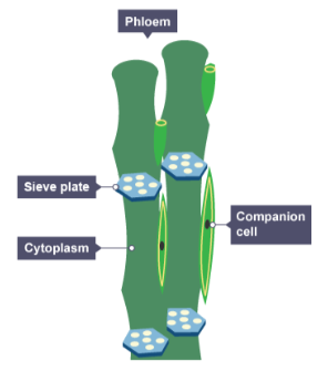 <p>Phloem cells are <strong><mark data-color="blue" style="background-color: blue; color: inherit;">specialised to transport dissolved sugars</mark></strong>. What structures allow substances to move from cell to cell?</p>