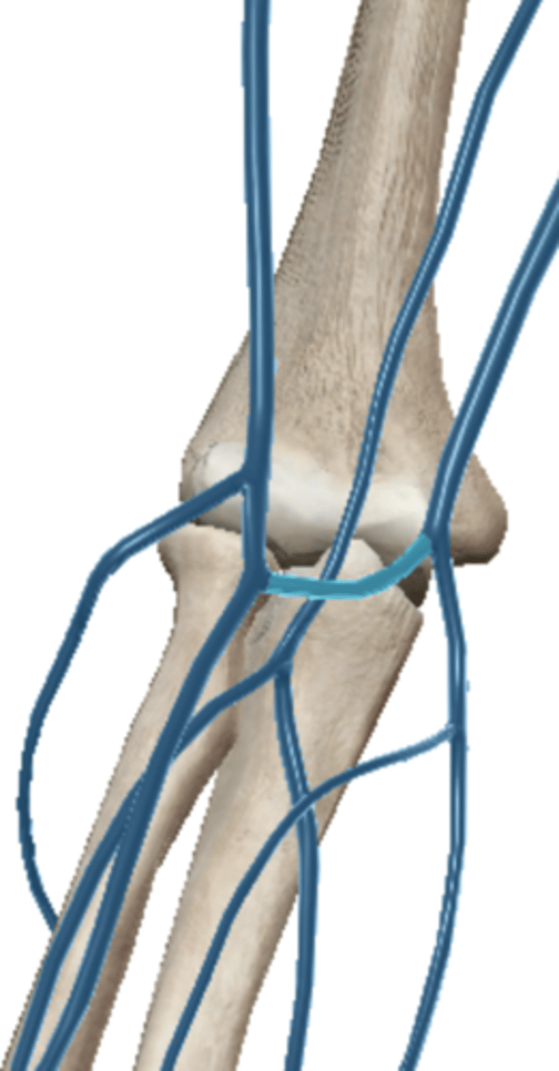 <p>drains the anterior elbow</p>