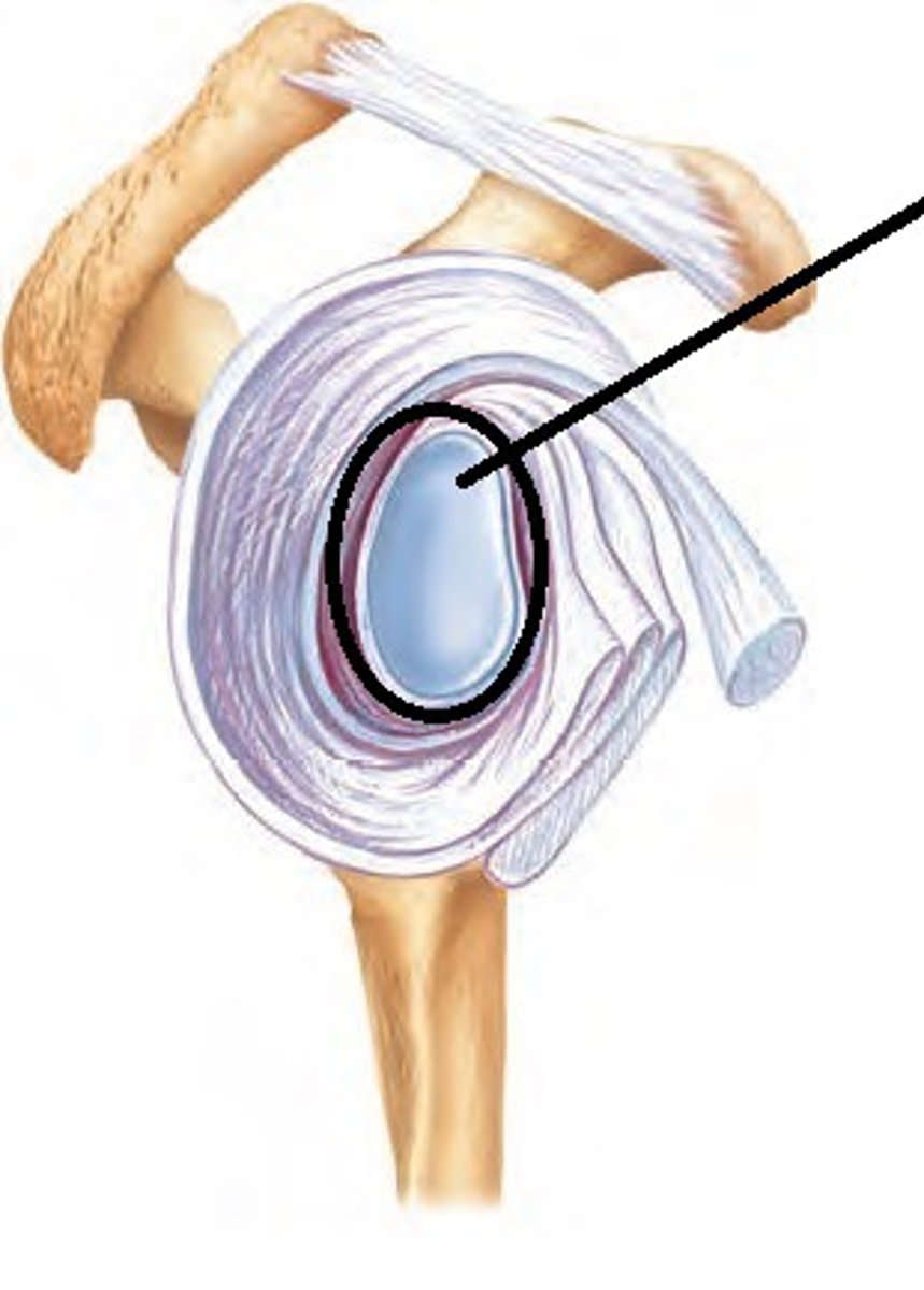 <p>fibro-cartilaginous ring attached to outer rim of the glenoid cavity provides additional depth and stability</p>