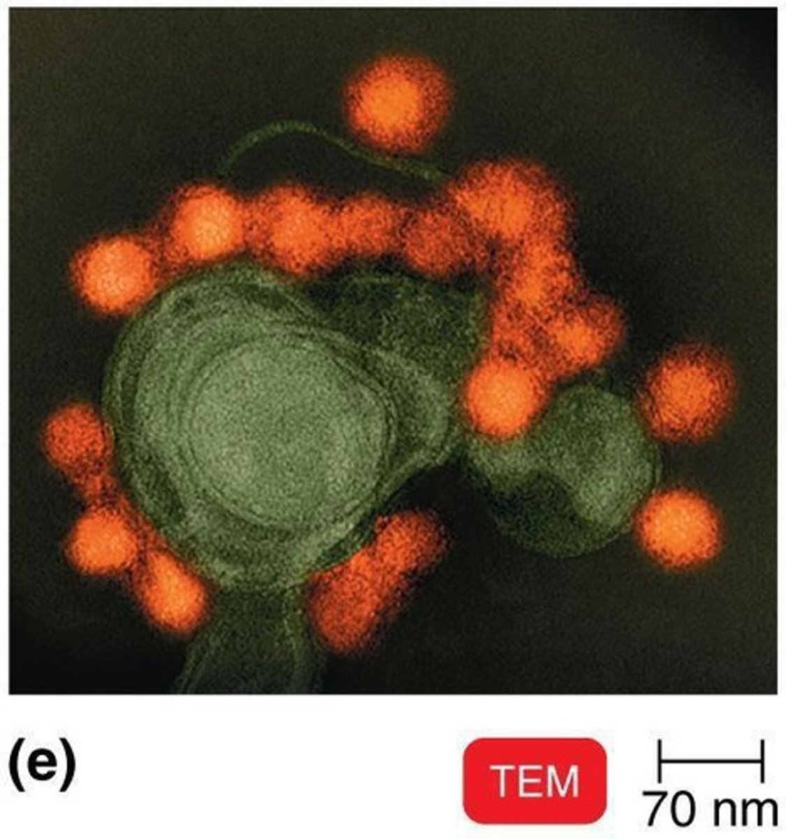 <p>Noncellular entities that are parasites of cells.</p>