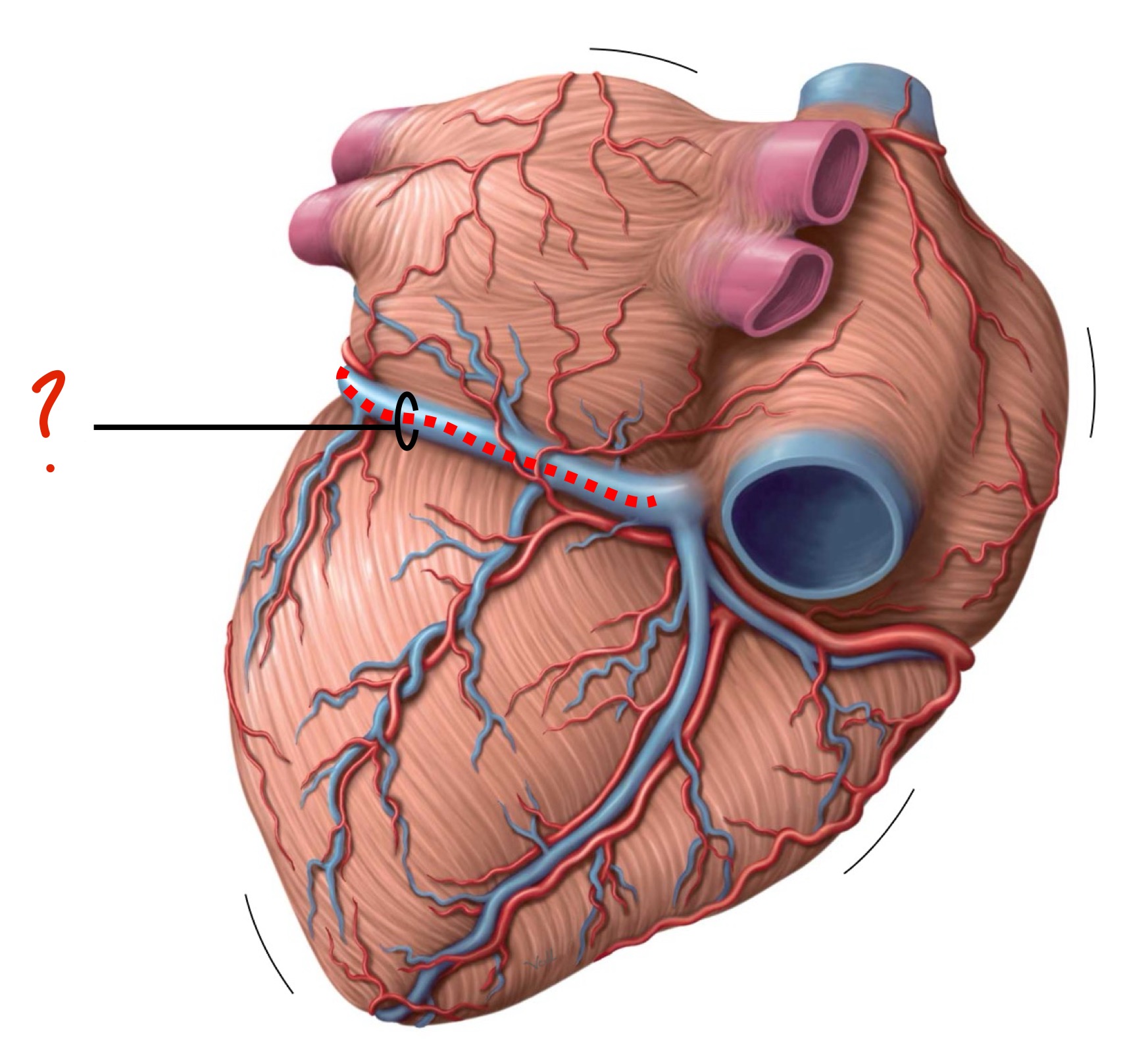 <p>Which 2 vessels are encircled there ?</p>