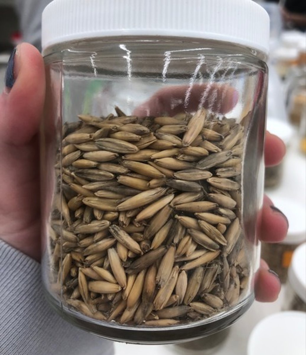 <p>- IFN #/Category (4) high energy concentrate</p><p>- AAFCO Category - grain product</p><p>- Feed Type - high energy</p>