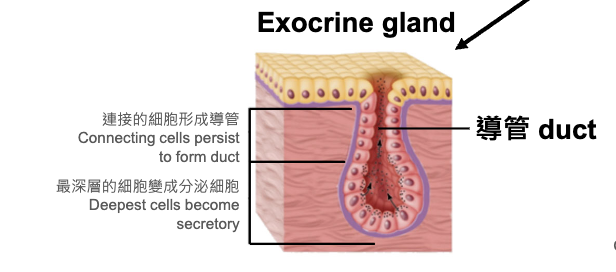 <ul><li><p>connecting cells persist to form a duct</p></li><li><p>deepest cells become secretory</p></li></ul><p></p>