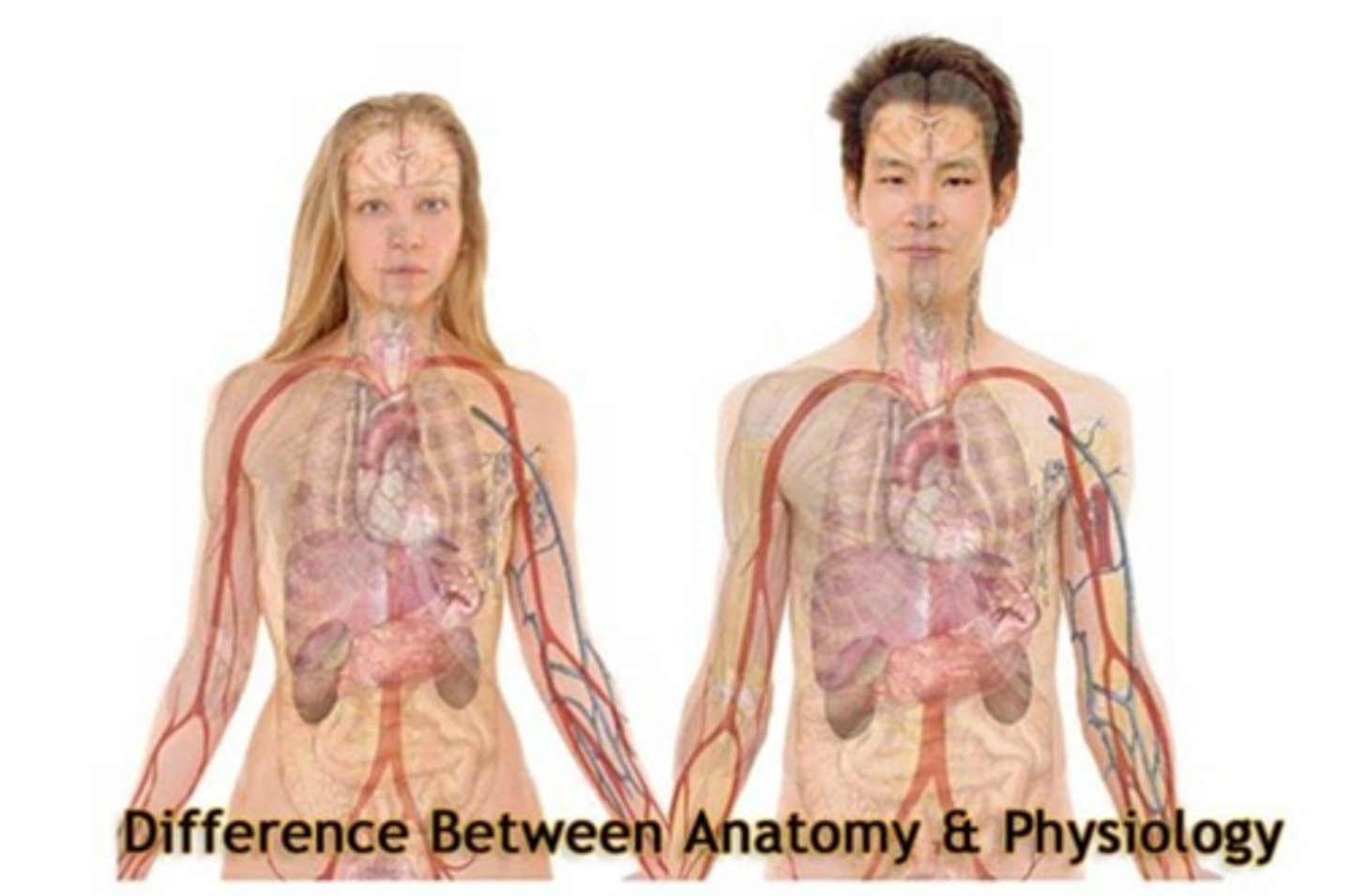 <p>Human ___________________ is the study of the structure of the human body.</p><p>A) Physiology</p><p>B) Anatomy</p><p>C) Pathology</p><p>D) Neurology</p>