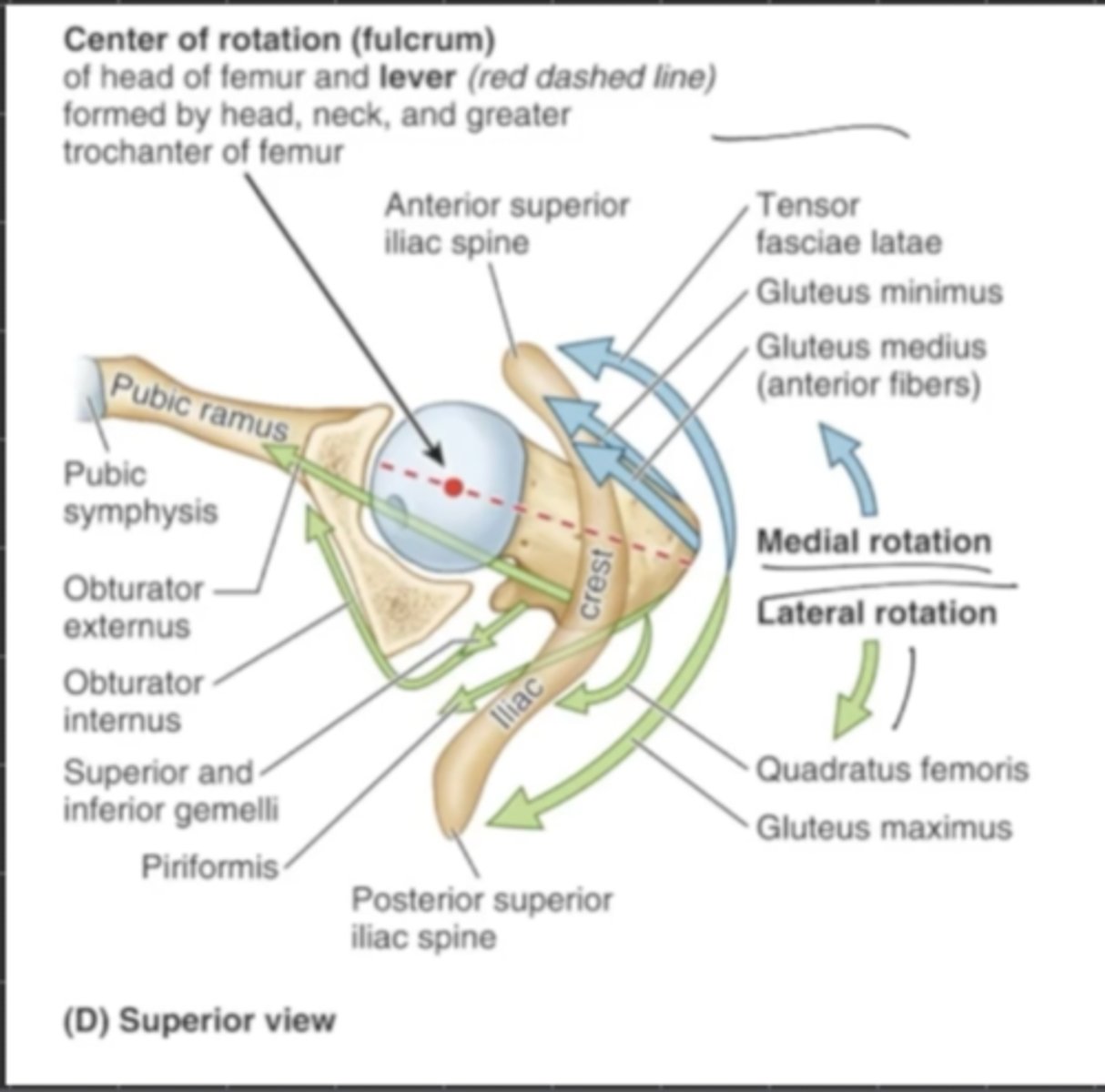 <p>Gluteus Med, Gluteus Min, TFL</p>
