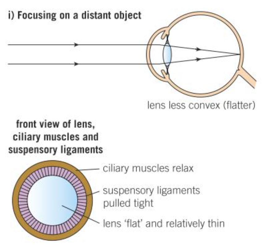 <ol><li><p>Ciliary muscle relaxes</p></li><li><p>So suspensory ligaments pulled tight</p></li><li><p>Lens pulled thin</p></li><li><p>So LR only slightly refracted</p><ul><li><p>LR will be focused on a point on the retina</p></li></ul></li></ol>