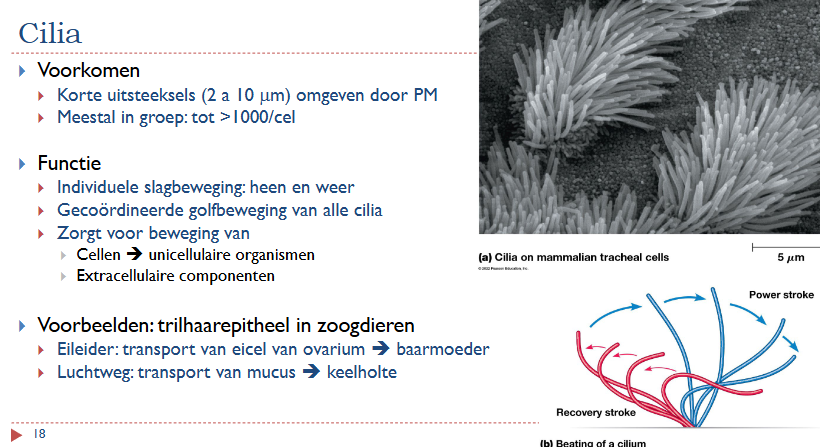 <p>Trilhaarepitheelcel in zoogdieren</p><ul><li><p>Eileider: transport van eicel naar ovarium → baarmoeder</p></li><li><p>Luchtweg: transport van mucus → keelholte</p></li></ul><p></p>