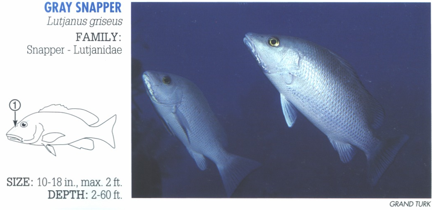 <p><span>Often no distinguishing features; identification can be by process of elimination.&nbsp; (Similar Cubera Snapper, <em>L. cyanopterus</em>, distinguished by large size, blunter head and more pronounced lips.) 1. Darkish band occasionally runs from lip across eye.&nbsp;</span></p>