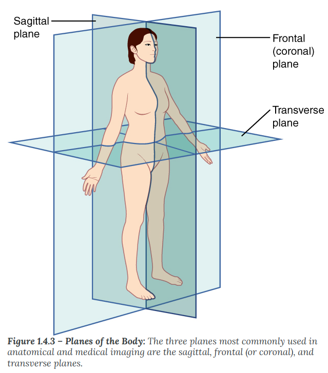 <p><span style="line-height: 20.925px;"><span>divides the body or an organ vertically into right and left sides. If this vertical plane runs directly down the middle of the body, it is called the midsagittal or median plane. If it divides the body into unequal right and left sides, it is called a parasagittal plane or less commonly a longitudinal section. </span></span></p>