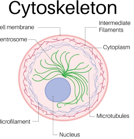 <p><span style="background-color: transparent;"><strong><u><span>Structure</span></u><span>:</span></strong></span></p><p style="text-align: center;"><span style="background-color: transparent;"><strong><span>Microscopic support beams/rods</span></strong></span></p><p><strong><br></strong></p><p style="text-align: center;"><span style="background-color: transparent;"><strong><u><span>Function</span></u><span>:</span></strong></span></p><p style="text-align: center;"><span style="background-color: transparent;"><strong><span>Multiple functions depending on type, including: </span></strong></span></p><p style="text-align: center;"><span style="background-color: transparent;"><strong><span>maintaining shape of cell; responsible for movement</span></strong></span></p><p><br></p>
