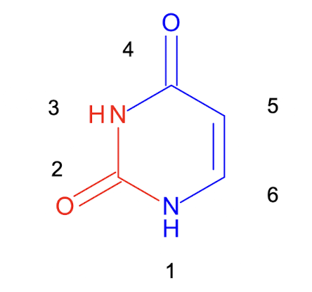 <p><strong>Uracil, which has its </strong><span style="color: blue;"><strong>N1, C4,5,6 derived from ASP</strong></span><strong>&nbsp;and </strong><span style="color: red;"><strong>C2 and N3 from carbamoyl phosphate</strong></span></p>