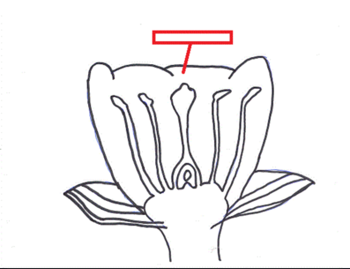 <p><span>A modified leaf of a flowering plant. Petals are the often colorful parts of a flower that advertise it to insects and other pollinators.</span></p>