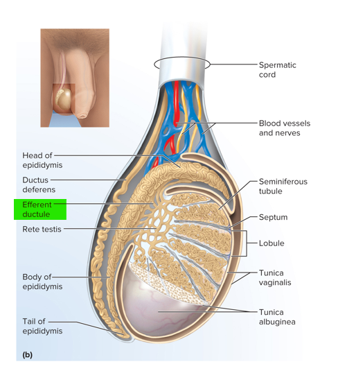 <p>Efferent ductule </p>