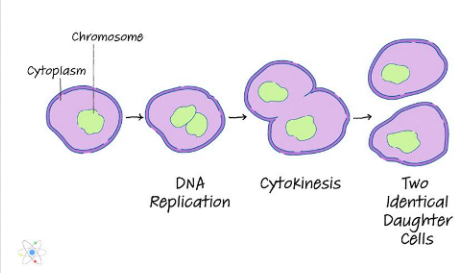 <p>Reproduction of Protozoa (e.g. flagellates, ciliates, and amebae)</p>