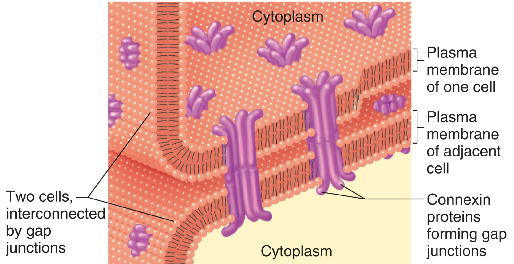 
1. Occur in smooth muscle and cardiac muscle, between some neurons of brain, and between glial cells


1. Cells are joined directly together by gap junctions in membranes
2. Requires direct contact