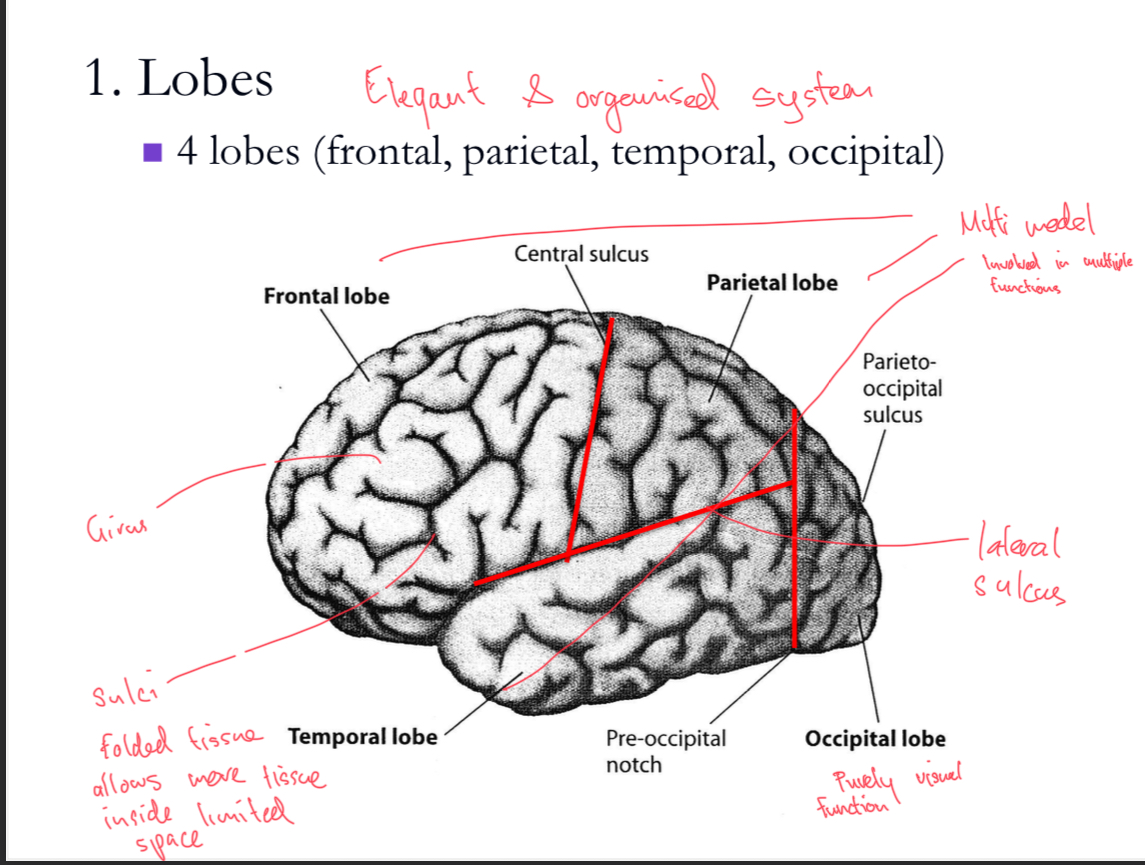<p>Can cause blindness and blindsight.</p>