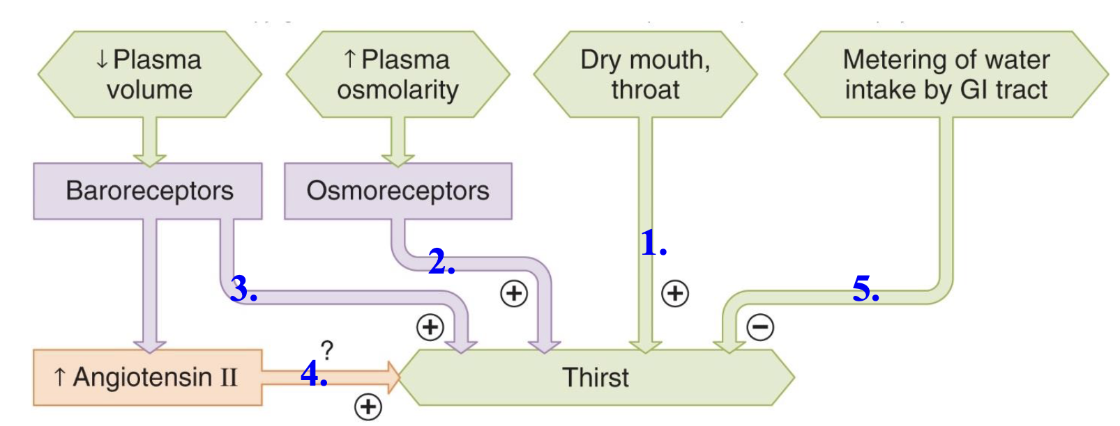 <ul><li><p>kidneys can excrete excess water and Na+ that you ingest but can only reduce the rate (cant completely stop excretion) at which you lose them in times when you dont eat/drink enough</p><ul><li><p>you must urinate some volume, so there will be fluid loss even when you are dehydrated</p></li></ul></li><li><p>you need regular intake to replace regular losses, and need to intake extra when excess fluid is lost through regular processes like sweating, vomiting, diarrhea, hemorrhage</p></li></ul><p></p>