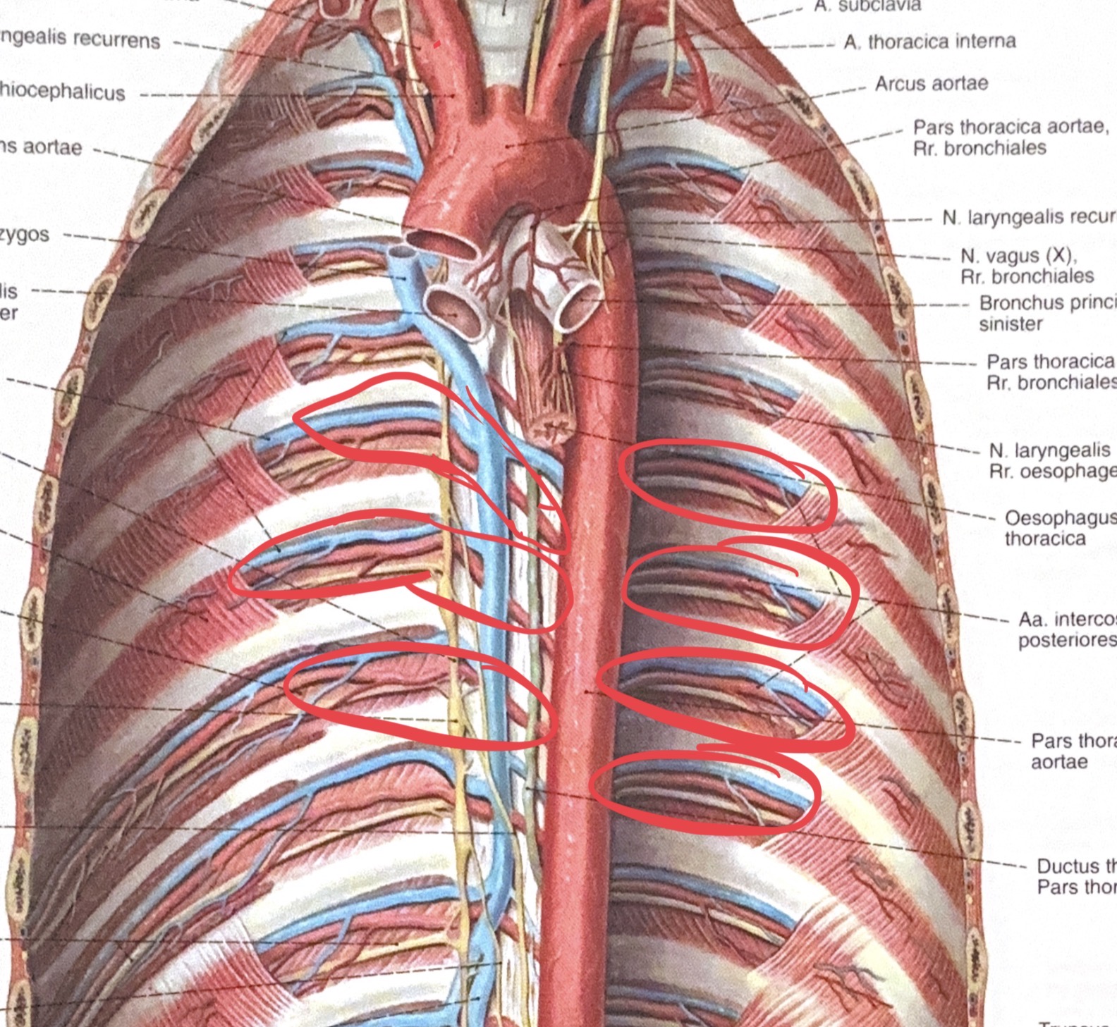<p>a.intercostalis</p>