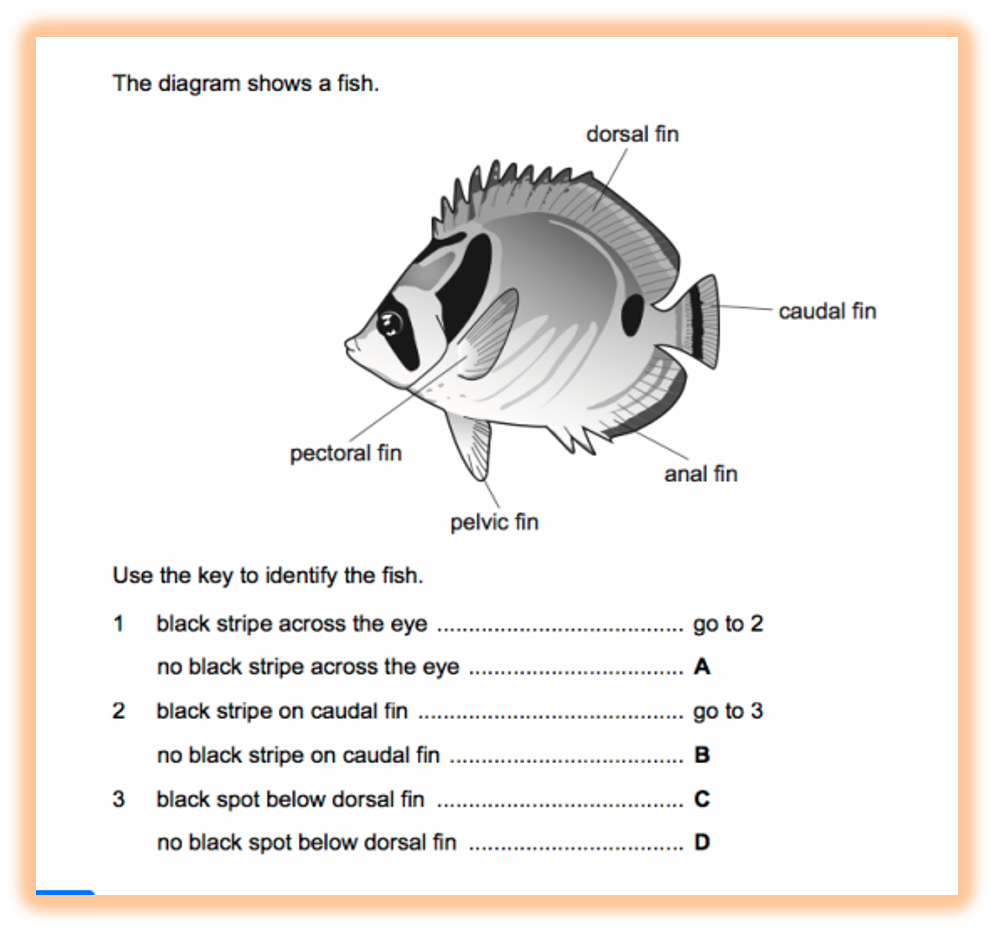 <ul><li><p>System used to identify organisms</p></li><li><p>Made up of pairs of contrasting descriptions</p></li></ul><p></p>