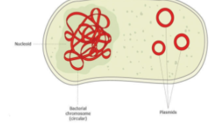 <p>-extra tiny DNA ringss w/ few genes </p><p>-replicated independently </p><p>-not essential for life, but add diversity </p><p>→e.g. drug resistance genes </p>