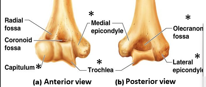 <p><u>The Arm, </u><strong><u>Humerus:</u></strong>&nbsp;</p><ul><li><p>What does the <strong>Distal end</strong> of the <strong>humerus</strong><u>&nbsp;form</u>?</p></li><li><p>What <u>markings</u> on the <strong>Distal end</strong> of the <strong>humerus</strong> serve for <u>muscle attachment?</u></p></li></ul><p></p>