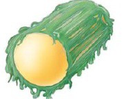 a surface coat on the cell that the carbohydrate groups of glycolipids and glycoproteins form; acts as additional protection for cell