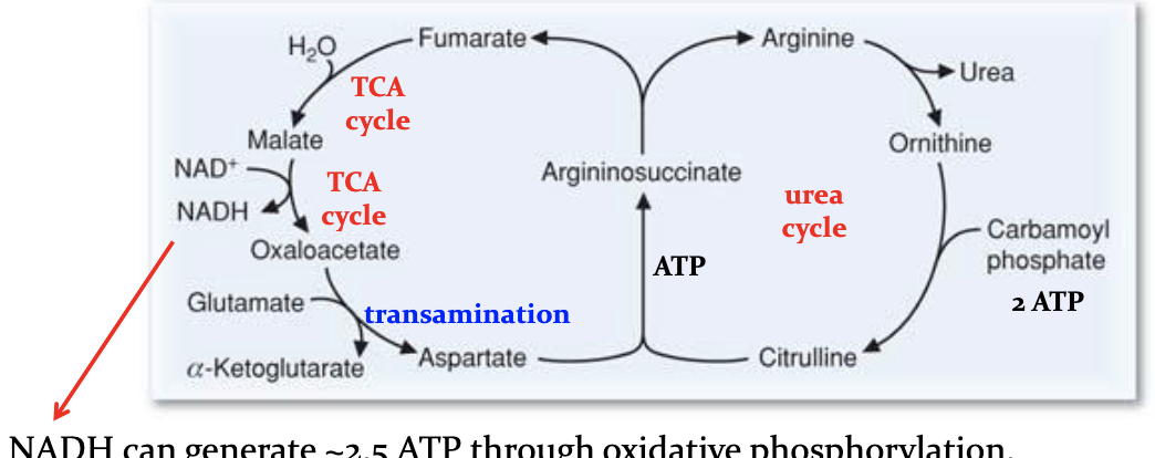<p>4 phosphate bonds are broken making this irreversible </p><ul><li><p>Energy remvoed if furmurate —&gt;malate—&gt;OAA</p></li></ul><p></p>