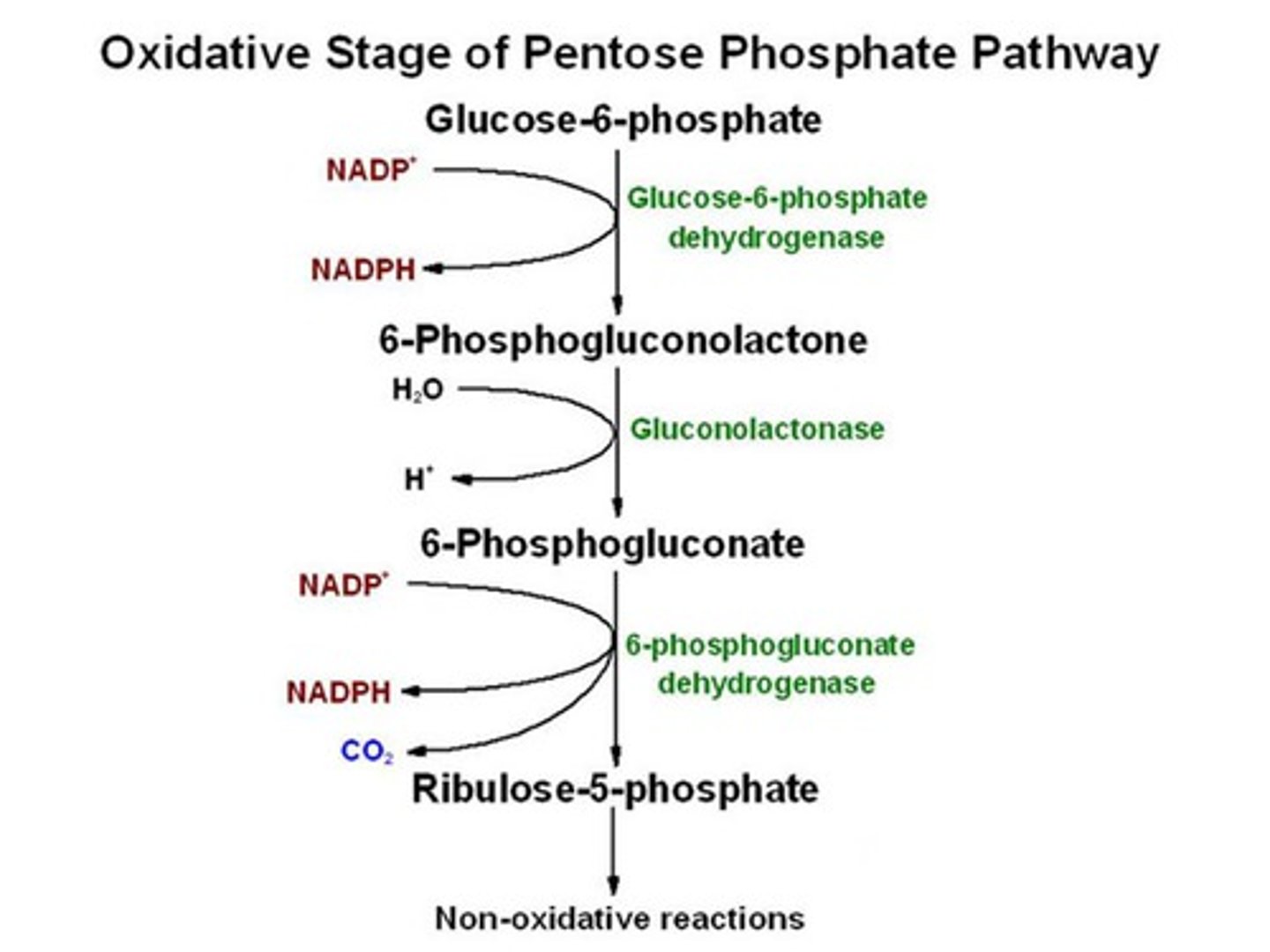 <p>starts with glucose-6-P getting converted by GAPDH</p><p>releases 2 NADPHs total</p><p>oxidative phase- glucose-6-P converted to ribulose-5-P, 2 NADPHs and CO2 produced</p><p>non-oxidative phase- ribulose-5-P converted to ribose-5-P and glycolysis intermediates (2 GAP, 2 fructose-6-P)</p><p>it takes 3 glucose-6-P to make it through both phases</p><p>3 goals:</p><p>1. NADPH for reducing power in fatty acid synthesis</p><p>2. NADPH for eliminating free radicals</p><p>3. ribose-5-P for producing nucleotides</p>