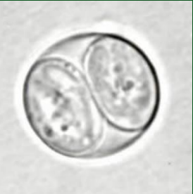 <p>What is depicted in the image?</p>