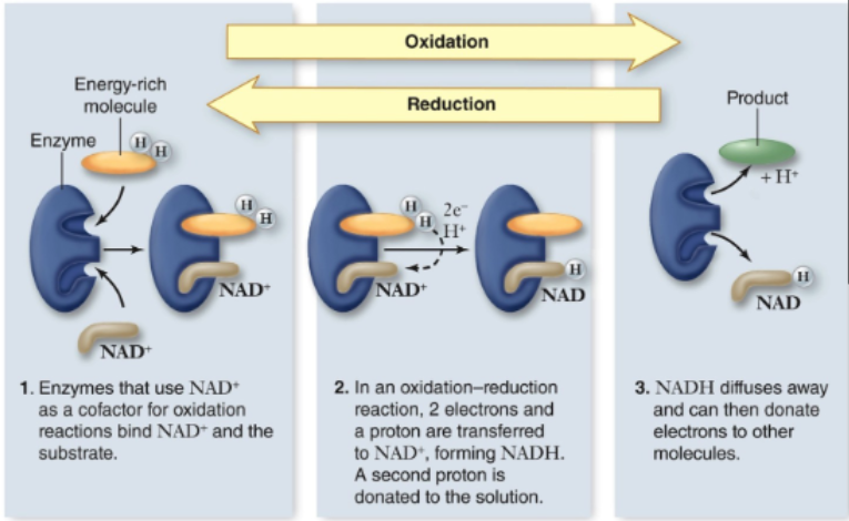 <p>(1) Electrons, (2) NADH </p>