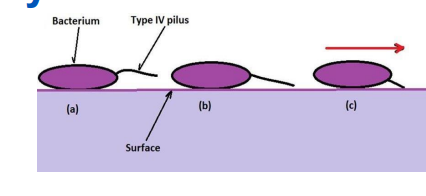 <ul><li><p><span>Occurs on solid surface</span></p></li><li><p><span><strong>Does not involve flagella</strong></span></p></li></ul><p><span>Similar to a <strong>snail</strong></span></p>