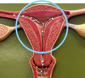 <p>Identify what the highlight/pointed to portion of the model is called.</p>