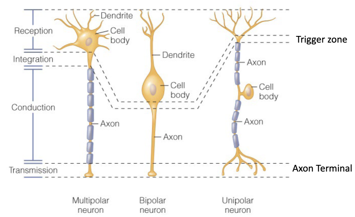 <p>multipolar neuron; bipolar neuron; and unipolar neuron</p>