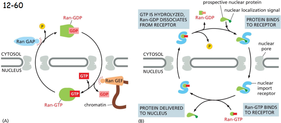 <p>directionality </p><p>Ran-GDP is in the cytosol and Ran-GTP is in the nucleus. It is due to the activity of GTPase activating protein (GAP) in the cytosol and guanine exchange factor (GEF) in the nucleus</p>