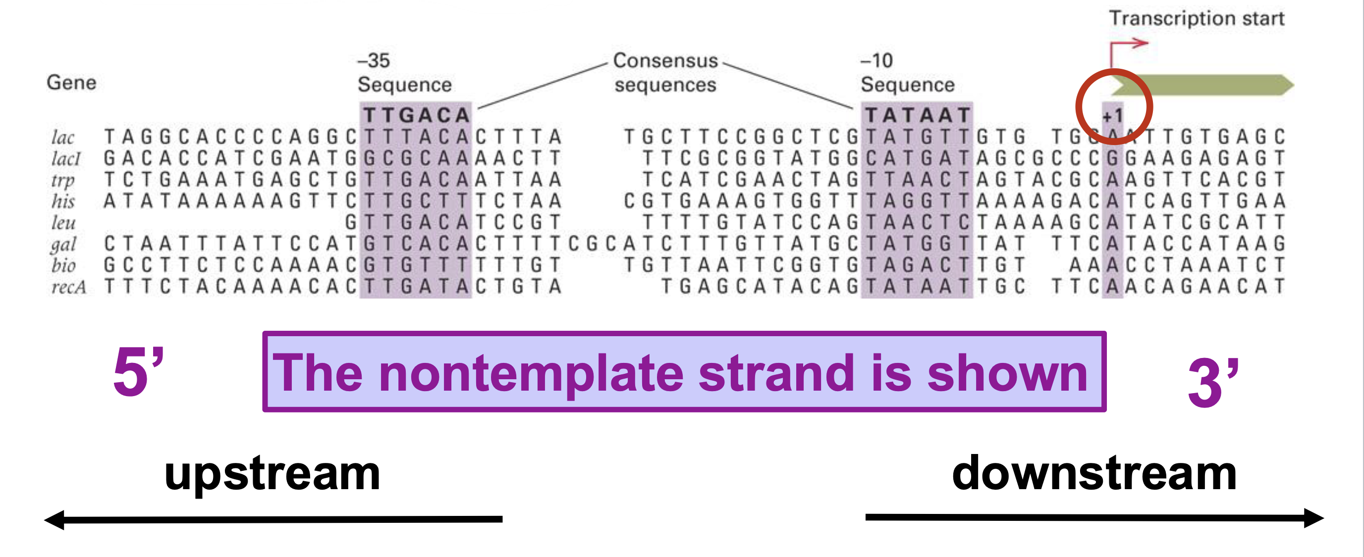 <p>yes —&gt; consensus sequence of each box can be found by aligning the promoter regions of multiple genes&nbsp;</p>
